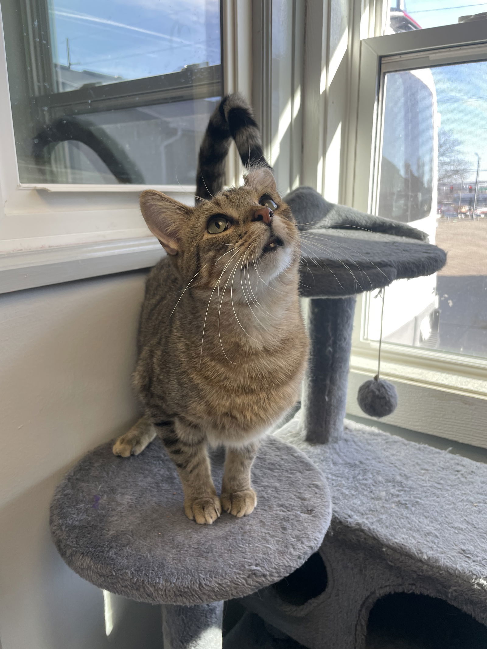 Braizin, an adoptable Domestic Short Hair in Cedar Rapids, IA, 52405 | Photo Image 1