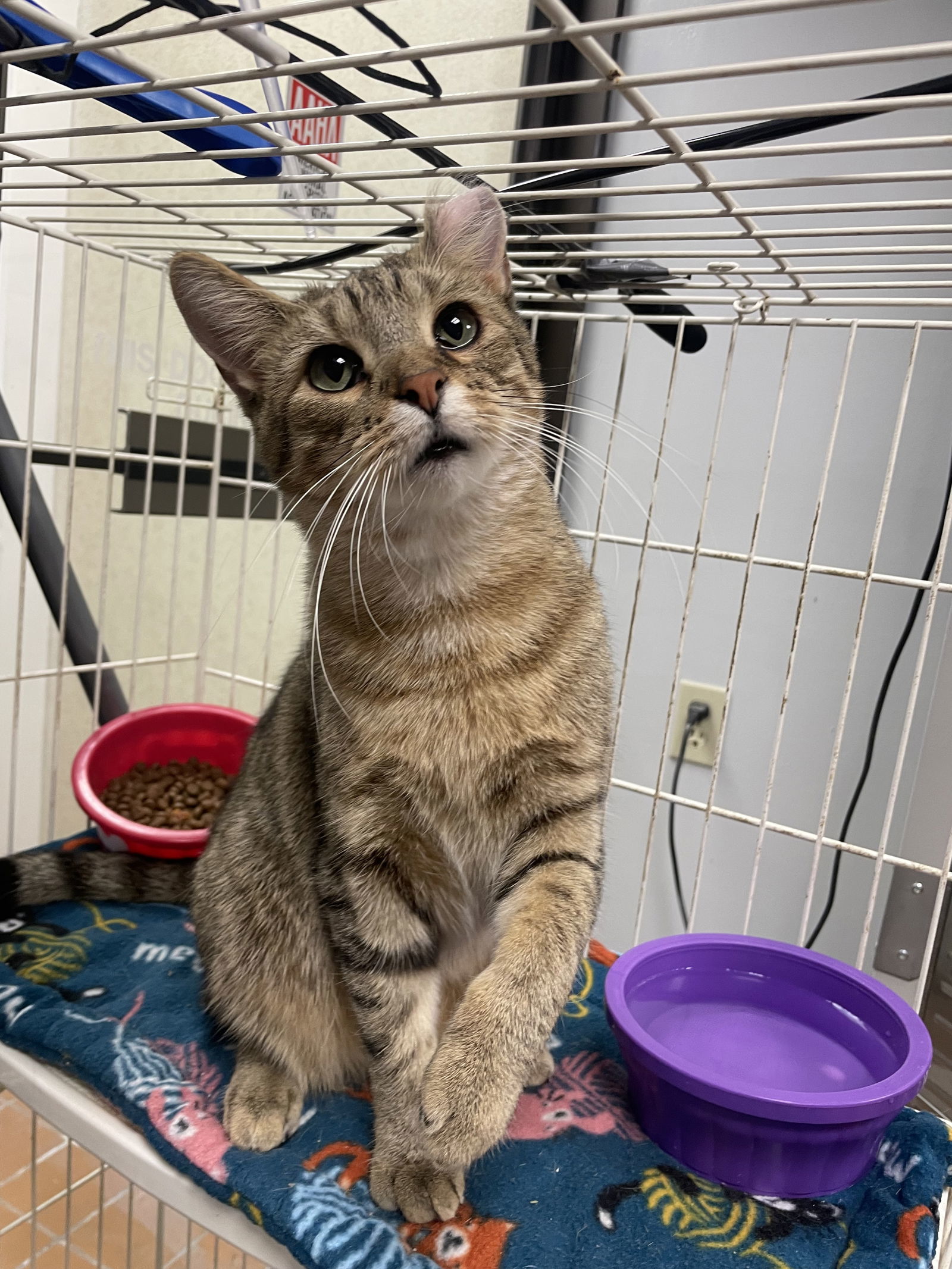 Braizin, an adoptable Domestic Short Hair in Cedar Rapids, IA, 52405 | Photo Image 2