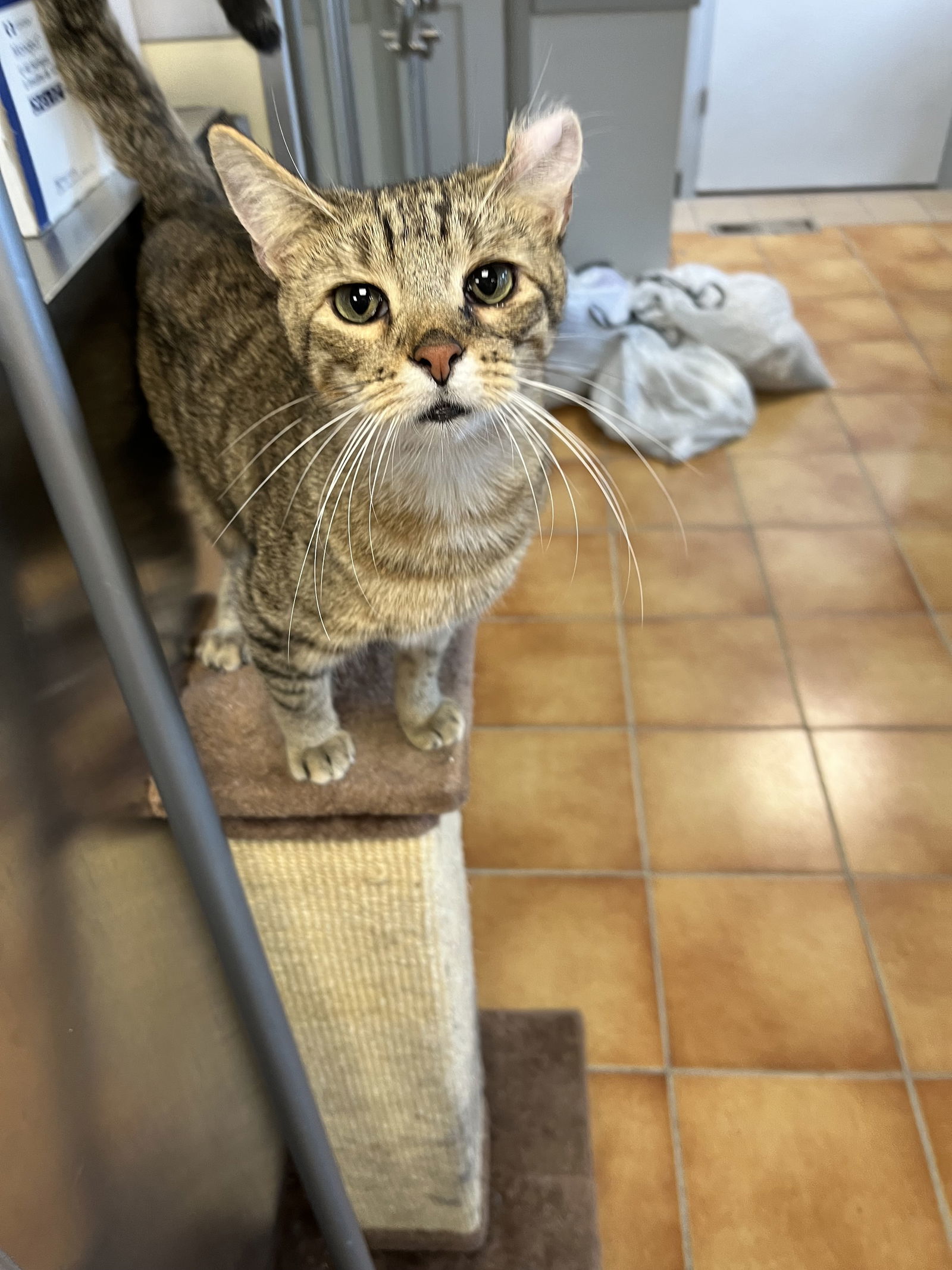 Braizin, an adoptable Domestic Short Hair in Cedar Rapids, IA, 52405 | Photo Image 3