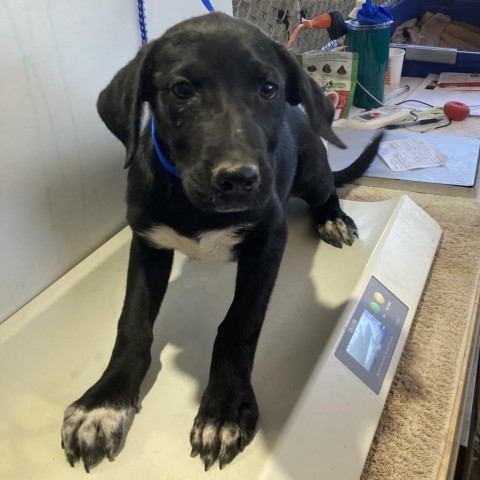 Jojo, an adoptable Mixed Breed in Las Cruces, NM, 88012 | Photo Image 2