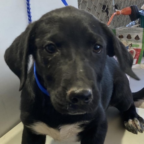 Jojo, an adoptable Mixed Breed in Las Cruces, NM, 88012 | Photo Image 4