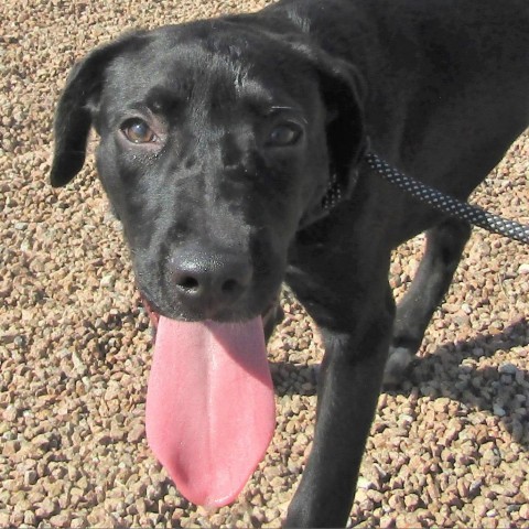Jojo, an adoptable Mixed Breed in Las Cruces, NM, 88012 | Photo Image 5