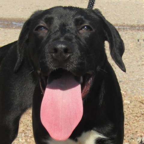 Jojo, an adoptable Mixed Breed in Las Cruces, NM, 88012 | Photo Image 6