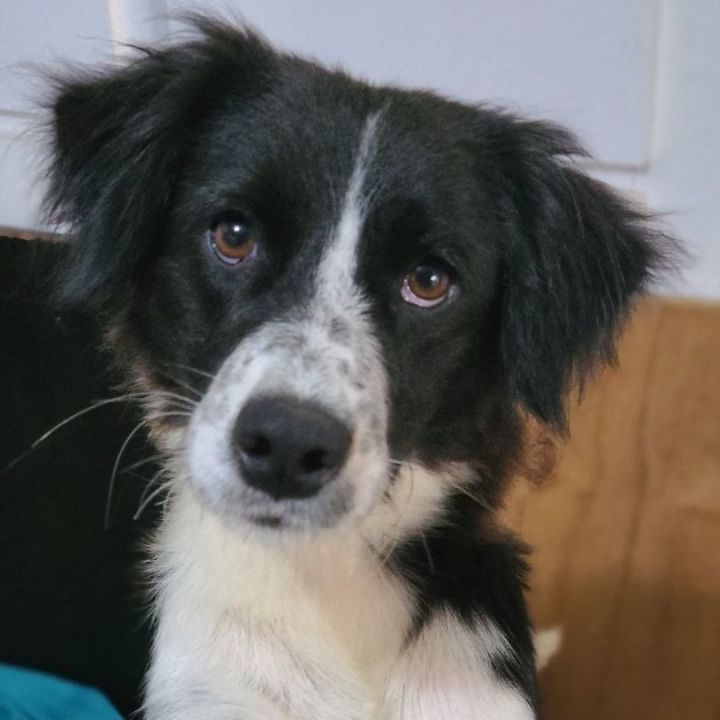 Petfinder collie hot sale