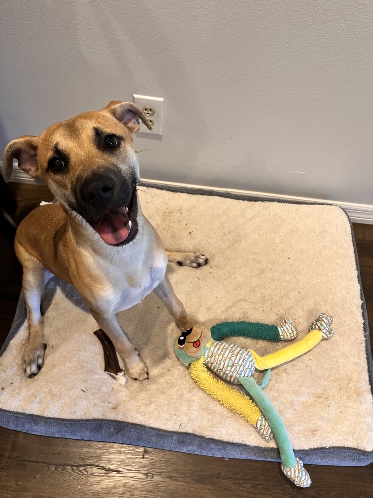 Citrine, an adoptable Black Mouth Cur in Lakeland, FL, 33813 | Photo Image 5