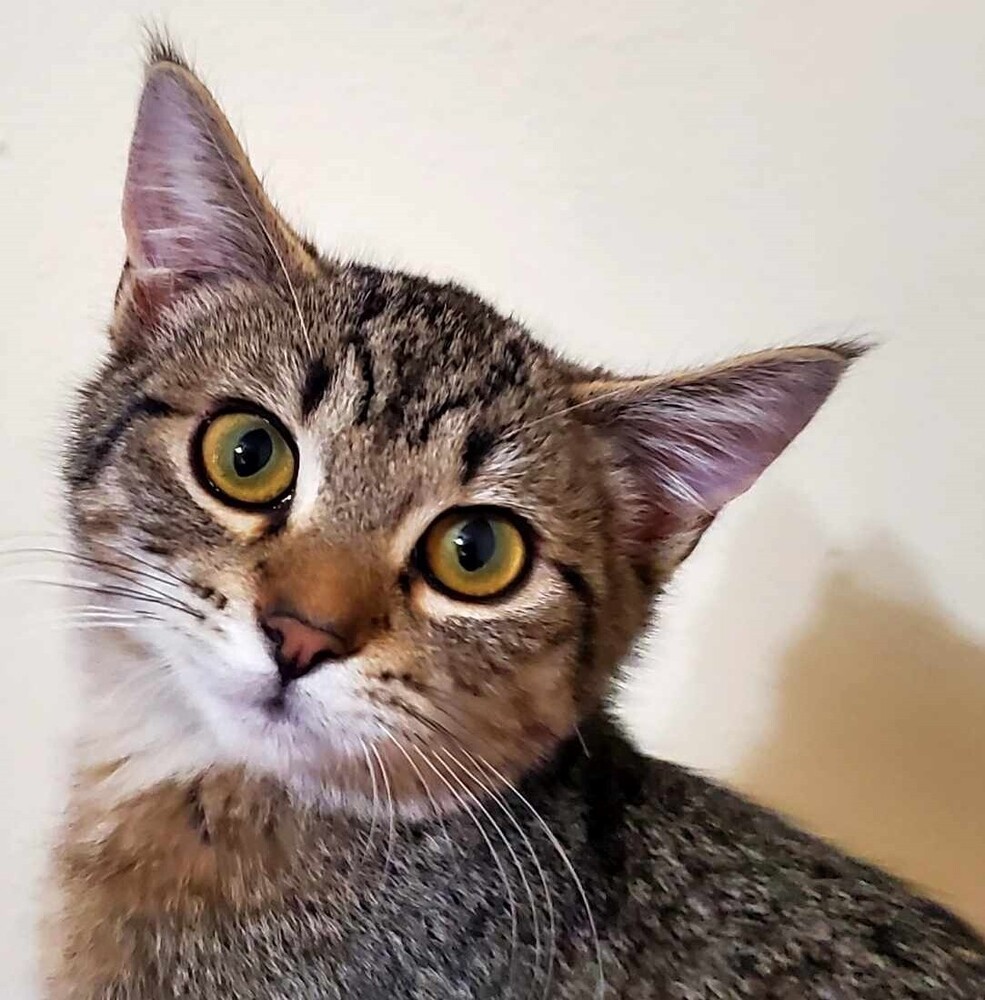 Penny, an adoptable Domestic Short Hair in Lebanon, OR, 97355 | Photo Image 1