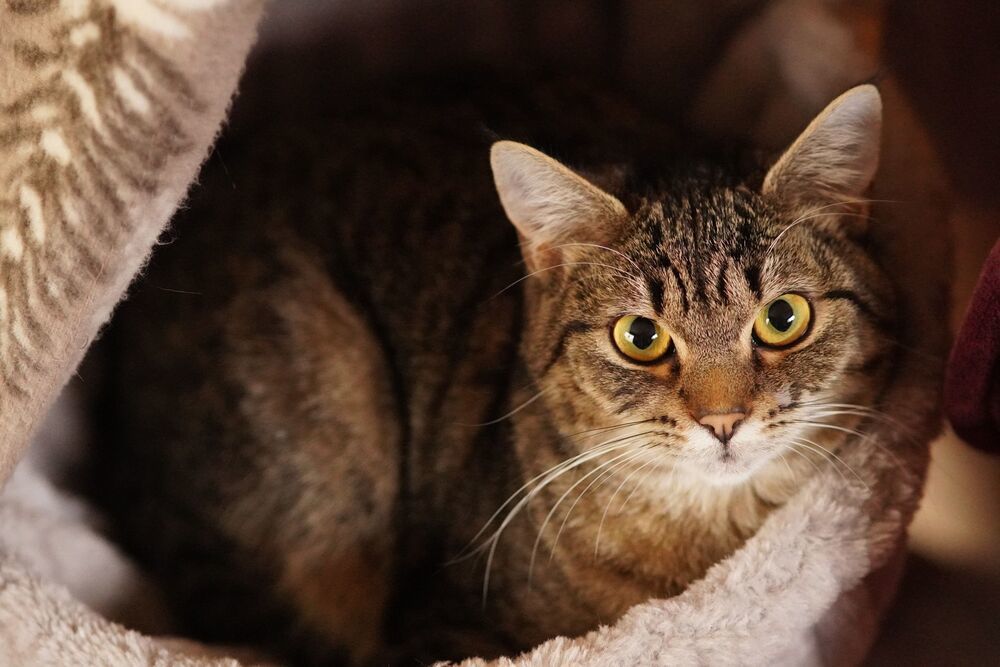 Penny, an adoptable Domestic Short Hair in Lebanon, OR, 97355 | Photo Image 3