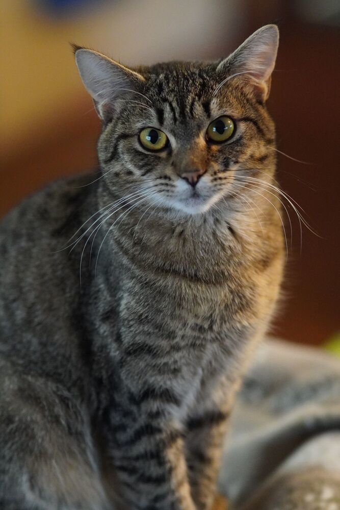 Penny, an adoptable Domestic Short Hair in Lebanon, OR, 97355 | Photo Image 4