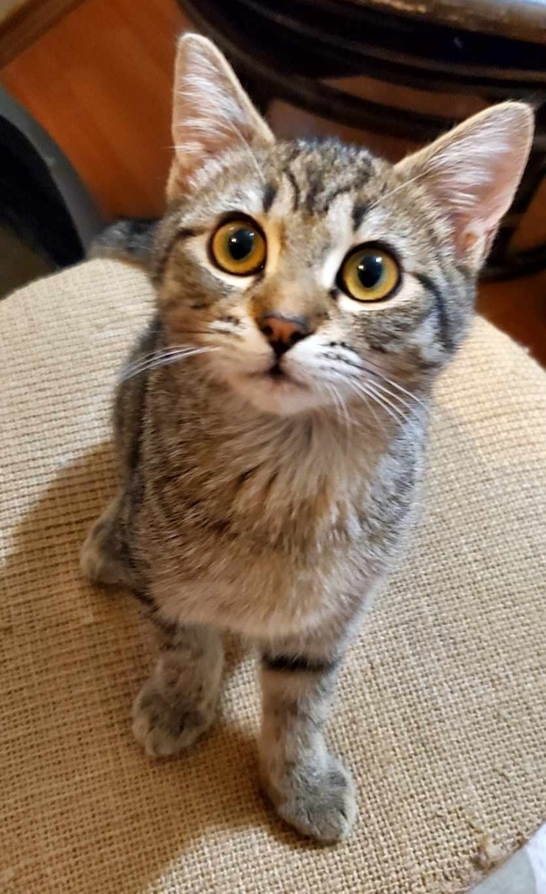 Penny, an adoptable Domestic Short Hair in Lebanon, OR, 97355 | Photo Image 6