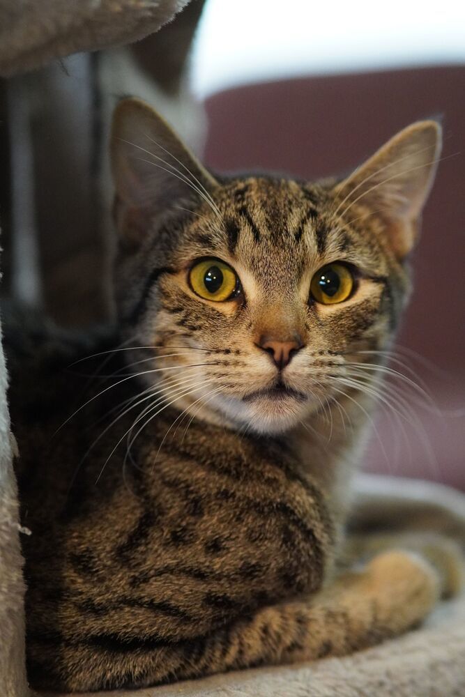 Leo, an adoptable Domestic Short Hair in Lebanon, OR, 97355 | Photo Image 4