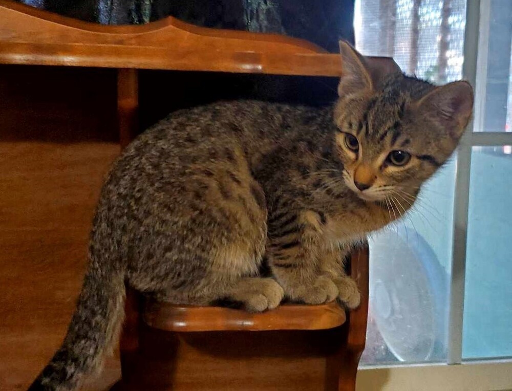 Leo, an adoptable Domestic Short Hair in Lebanon, OR, 97355 | Photo Image 5