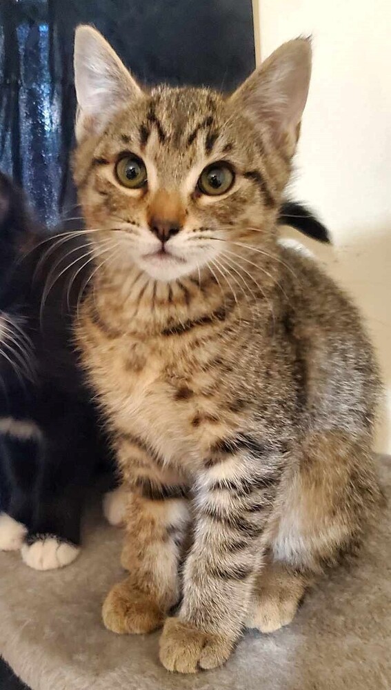 Leo, an adoptable Domestic Short Hair in Lebanon, OR, 97355 | Photo Image 6