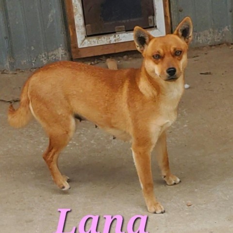 Lana 1