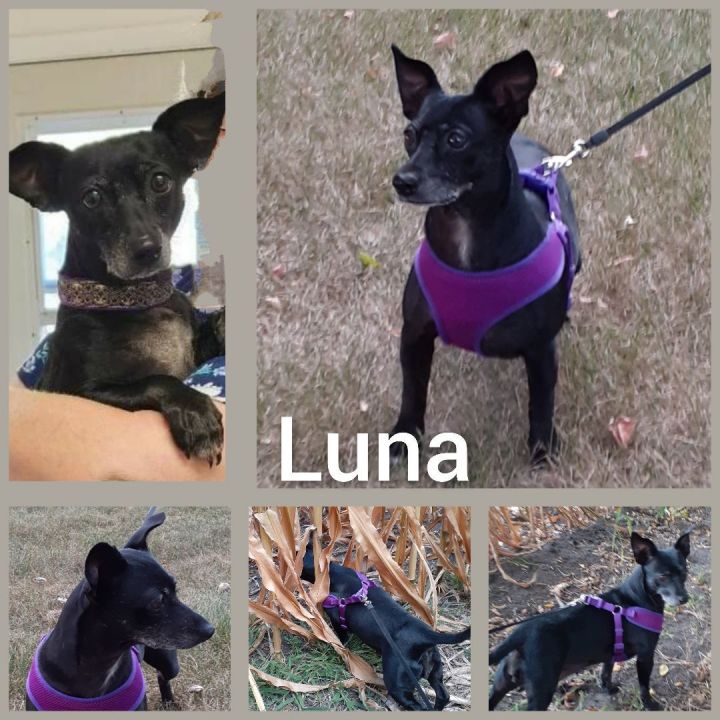 Luna, an adoptable Chihuahua & Dachshund Mix in Clear Lake, IA_image-1