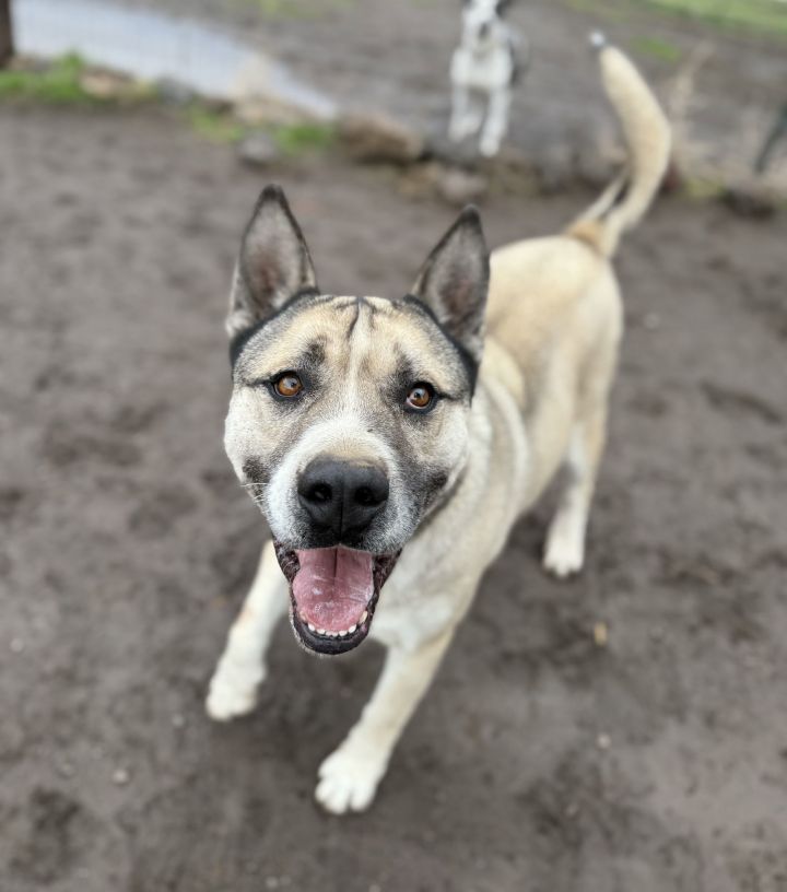 Husky hot sale cross mastiff