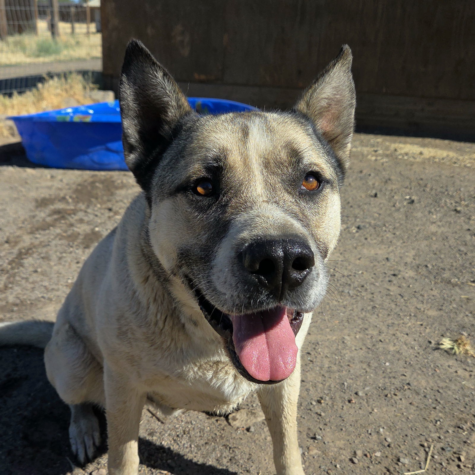 Boris, an adoptable Akita, Siberian Husky in Yreka, CA, 96097 | Photo Image 1