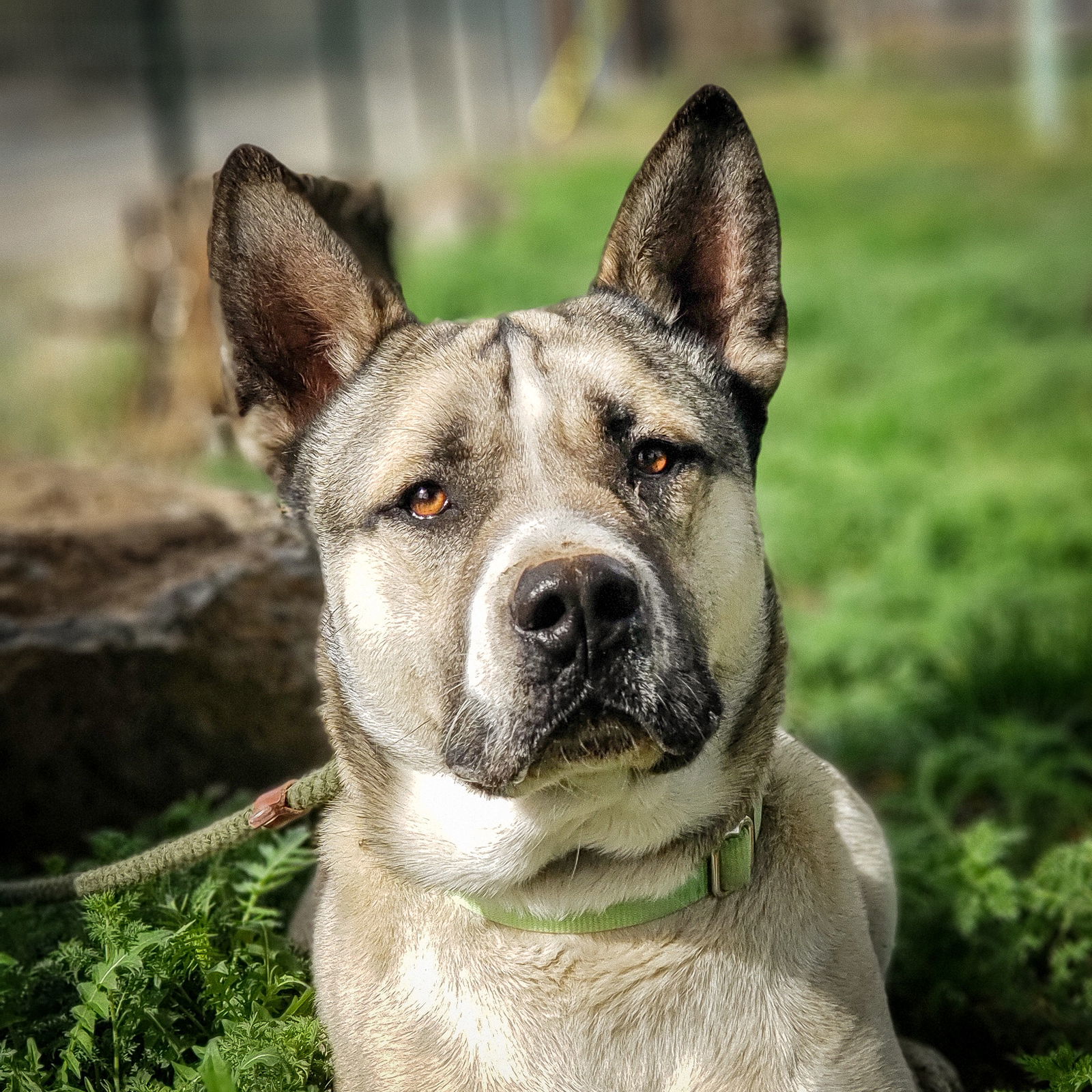 Boris, an adoptable Akita, Siberian Husky in Yreka, CA, 96097 | Photo Image 2