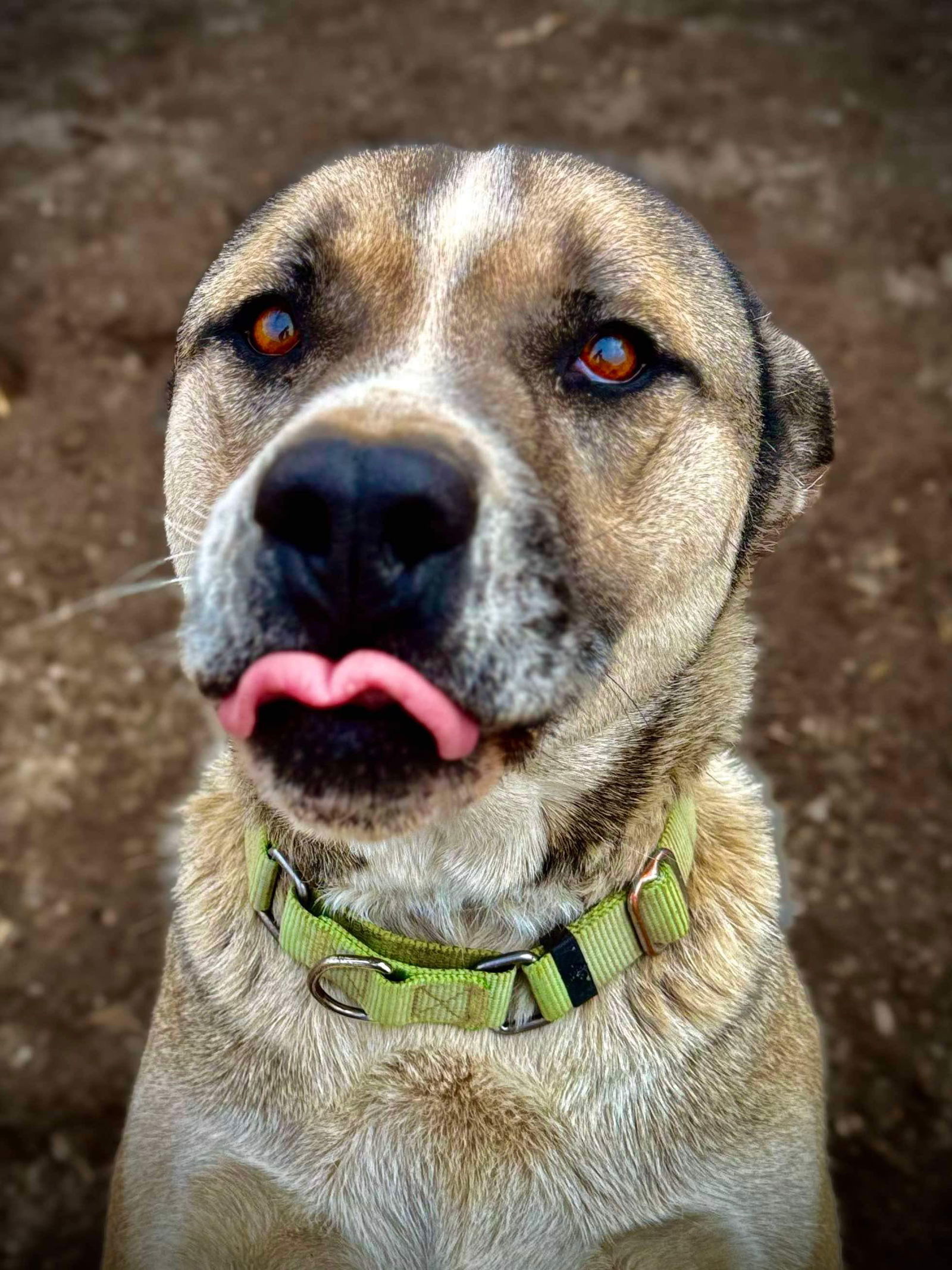 Boris, an adoptable Akita, Siberian Husky in Yreka, CA, 96097 | Photo Image 2