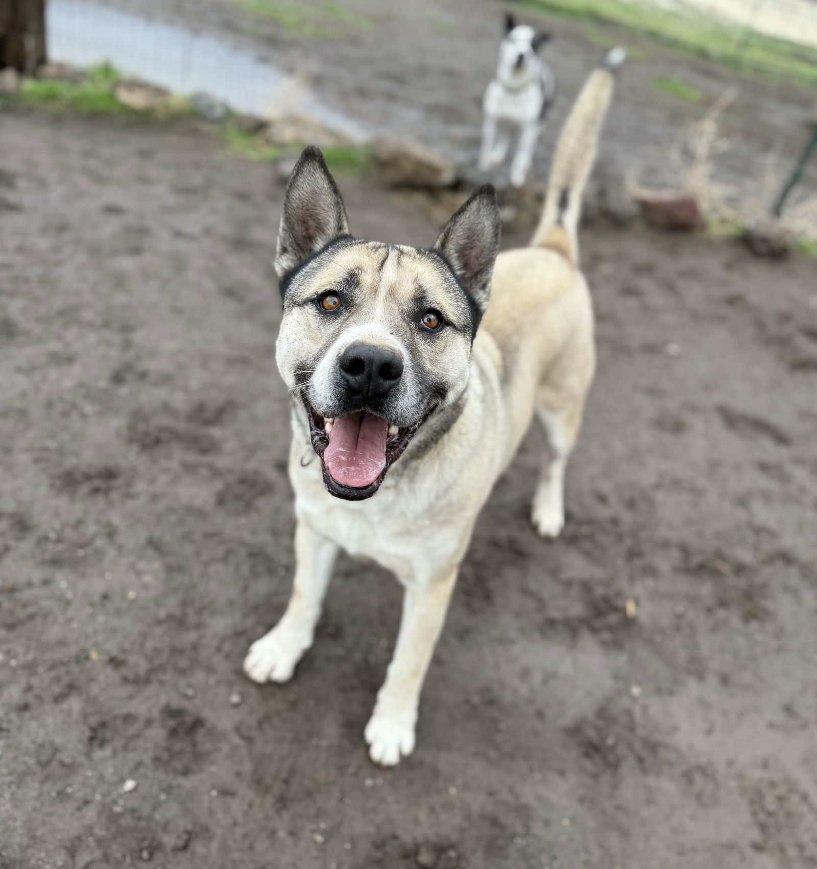 Boris, an adoptable Akita, Siberian Husky in Yreka, CA, 96097 | Photo Image 2