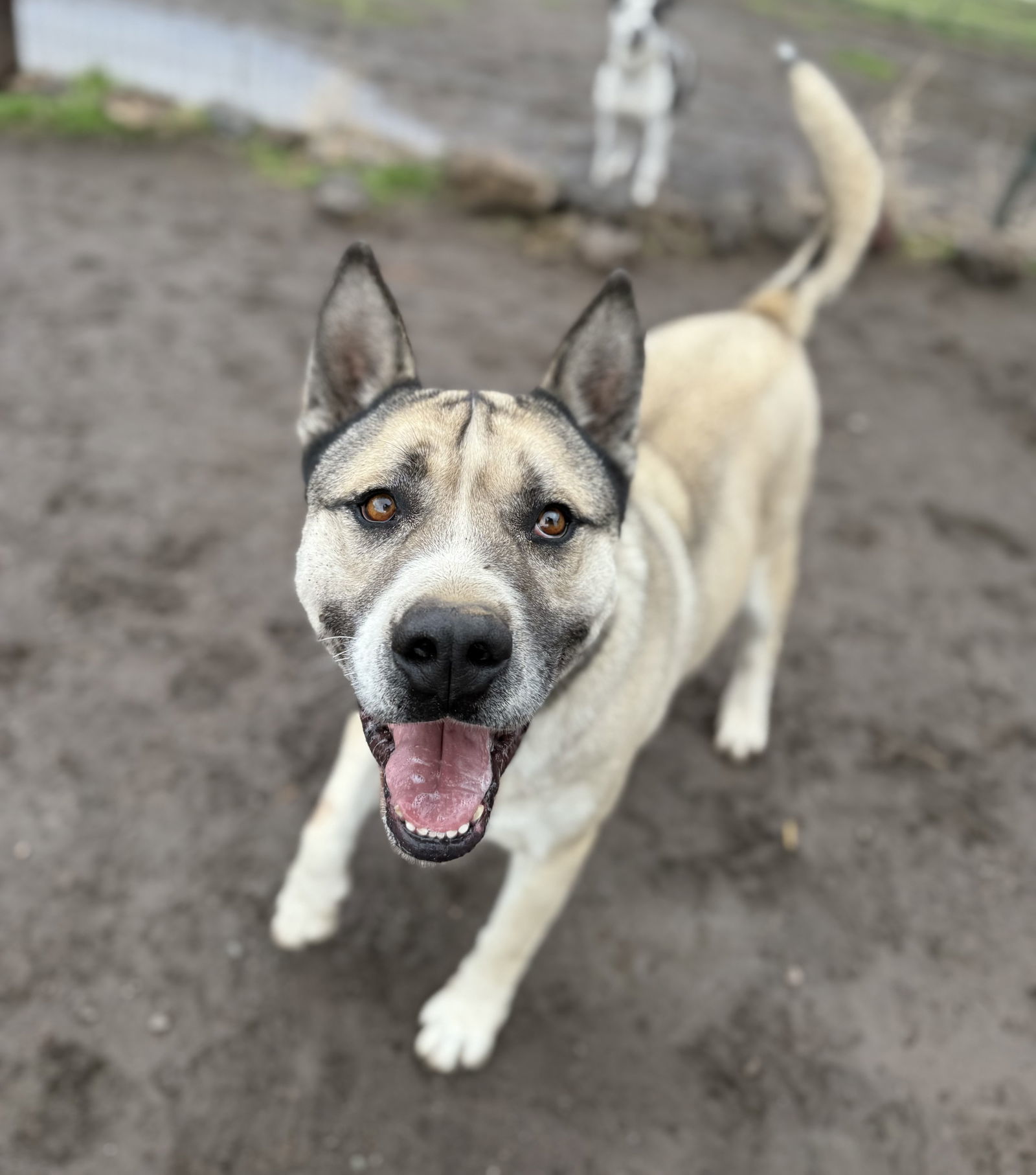 Boris, an adoptable Akita, Siberian Husky in Yreka, CA, 96097 | Photo Image 2