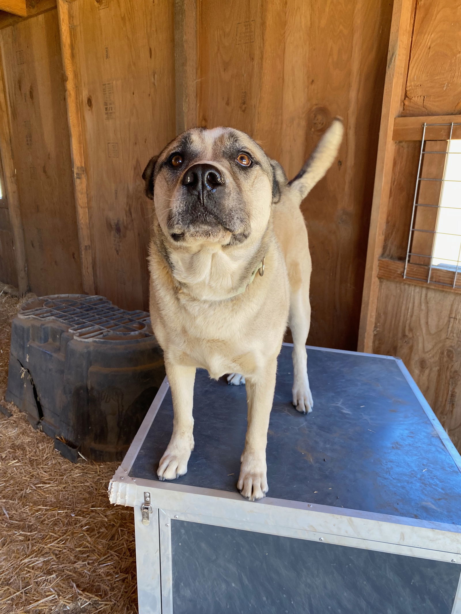 Boris, an adoptable Akita, Siberian Husky in Yreka, CA, 96097 | Photo Image 3