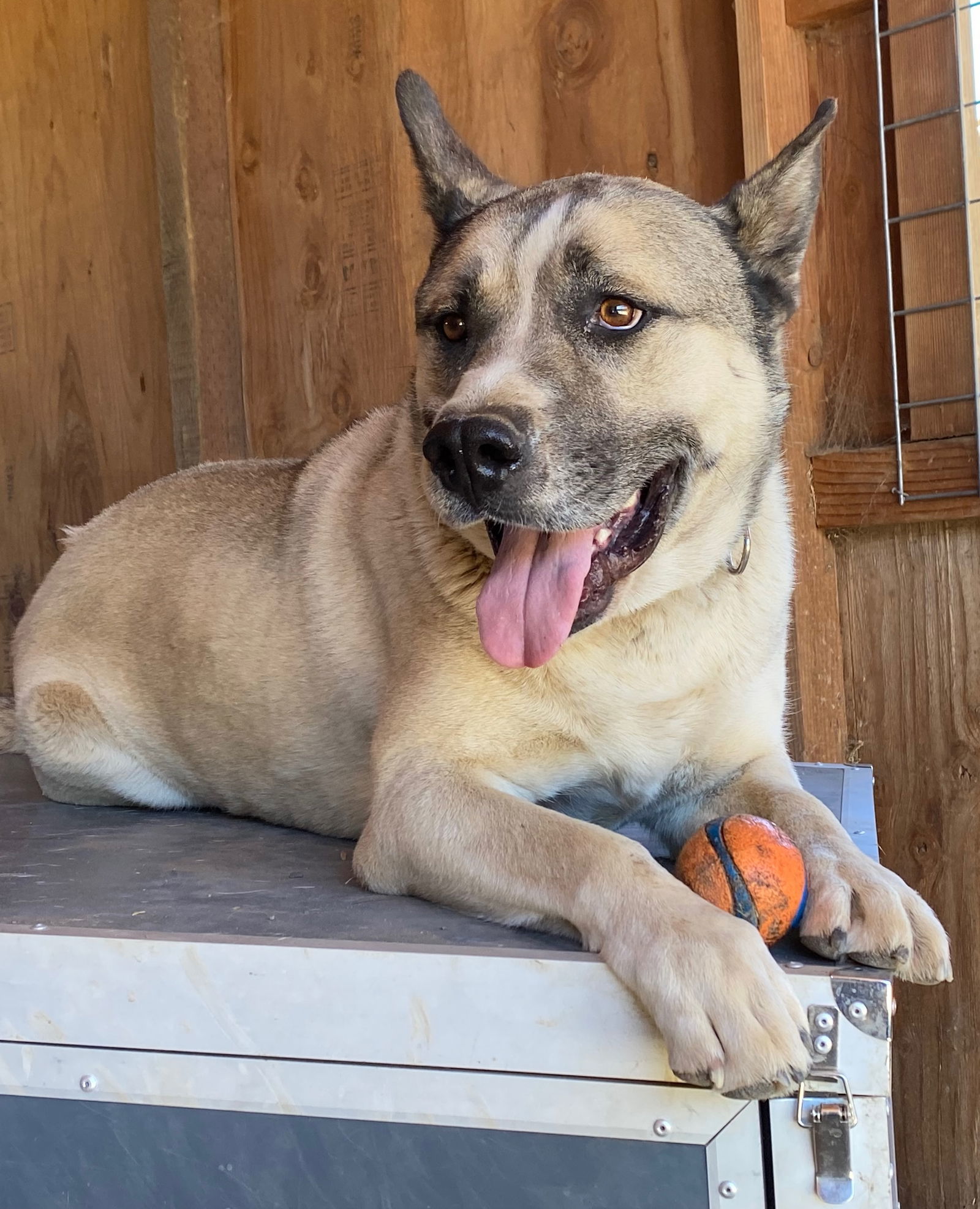 Boris, an adoptable Akita, Siberian Husky in Yreka, CA, 96097 | Photo Image 3