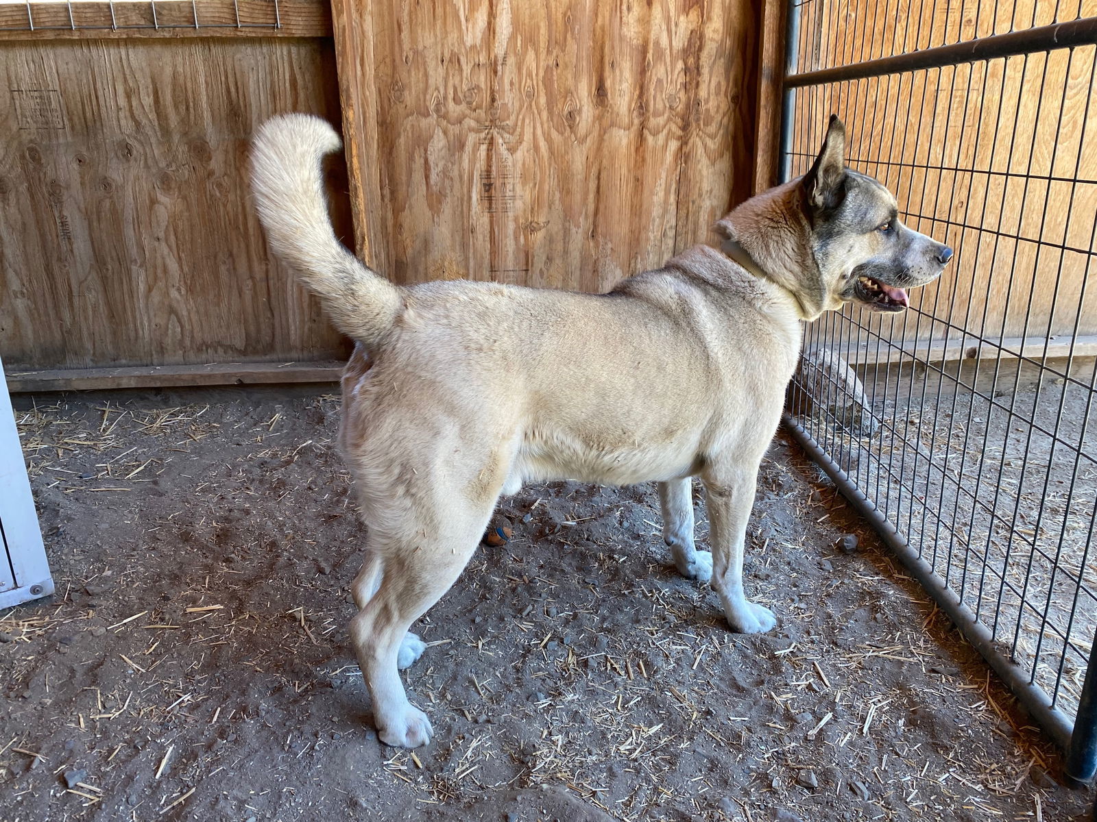 Boris, an adoptable Akita, Siberian Husky in Yreka, CA, 96097 | Photo Image 3