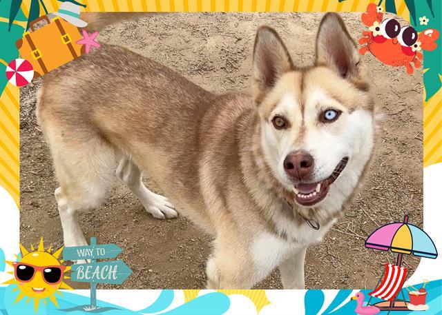 NEBULA, an adoptable Siberian Husky in Ojai, CA, 93023 | Photo Image 1