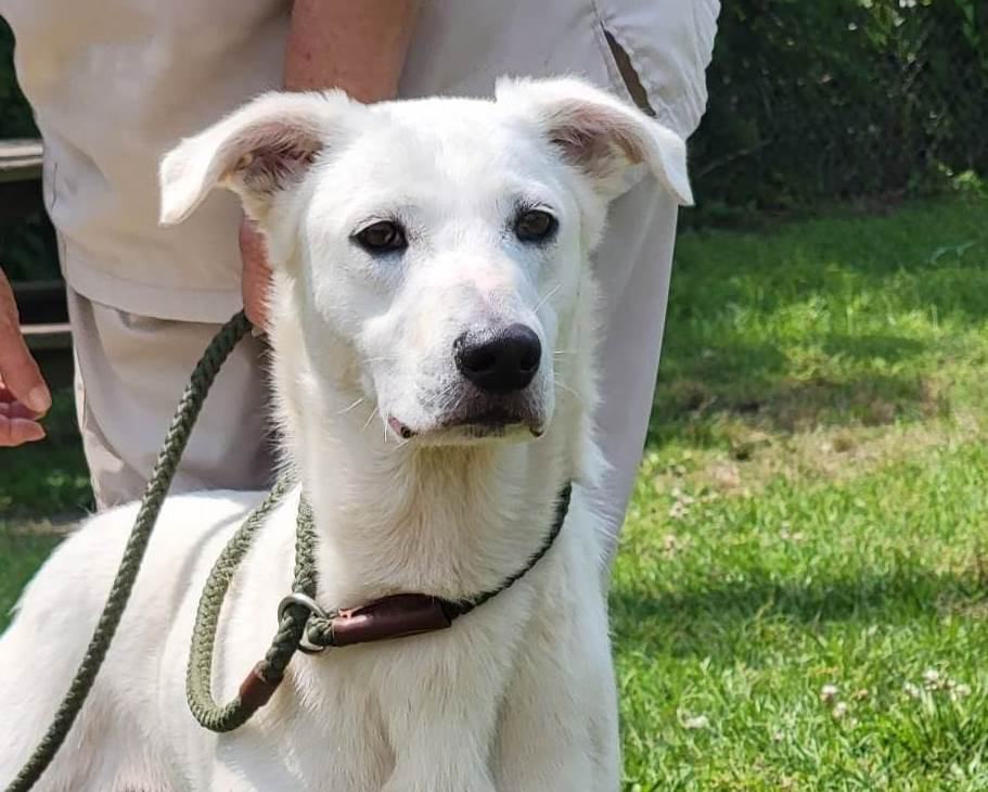 Benny, an adoptable Husky, Saluki in Anniston, AL, 36201 | Photo Image 1