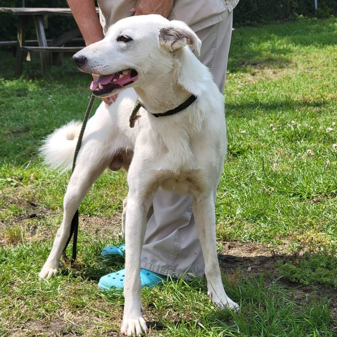 Benny, an adoptable Husky, Saluki in Anniston, AL, 36201 | Photo Image 3