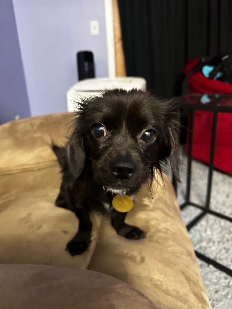 dachshund pomeranian mix black