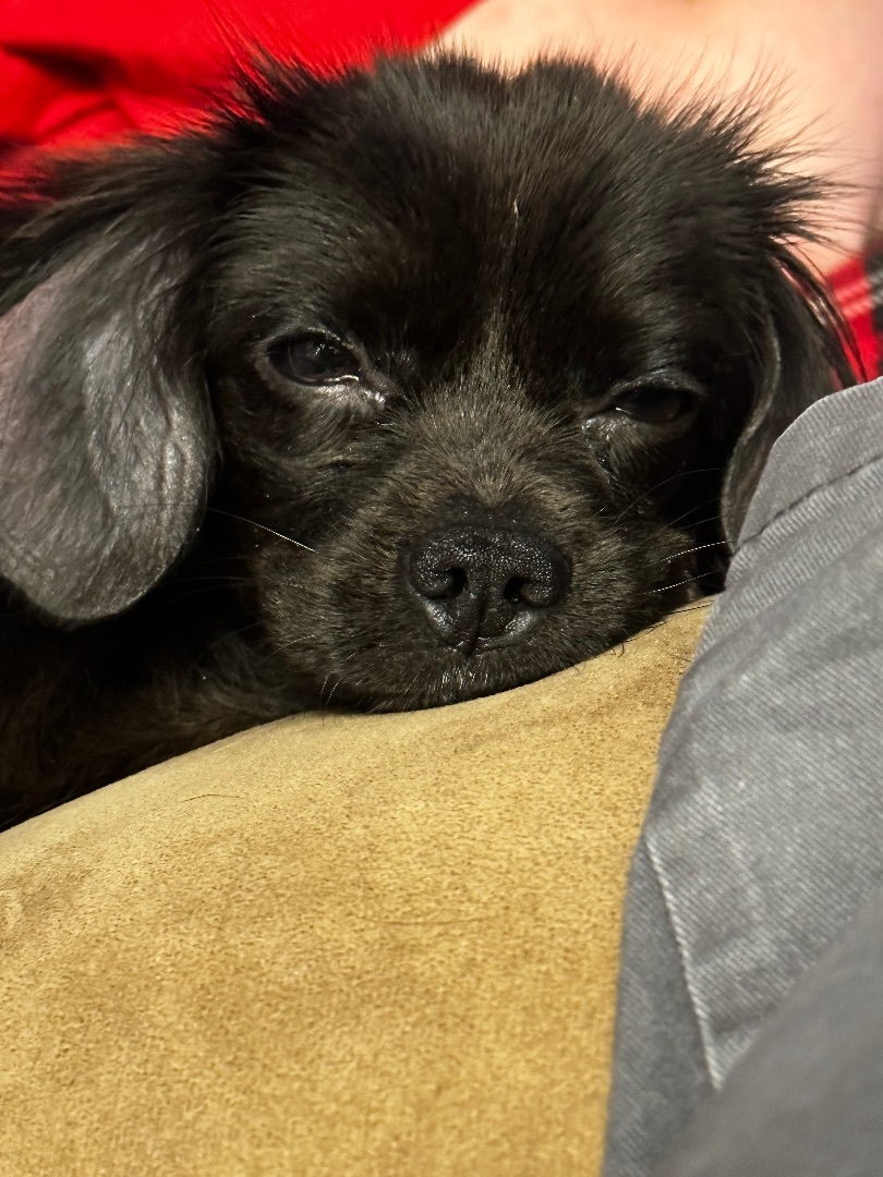 Quentin, an adoptable Miniature Dachshund, Pomeranian in Oak Ridge, NJ, 07438 | Photo Image 4