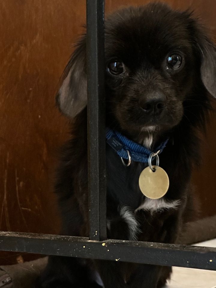 dachshund pomeranian mix black