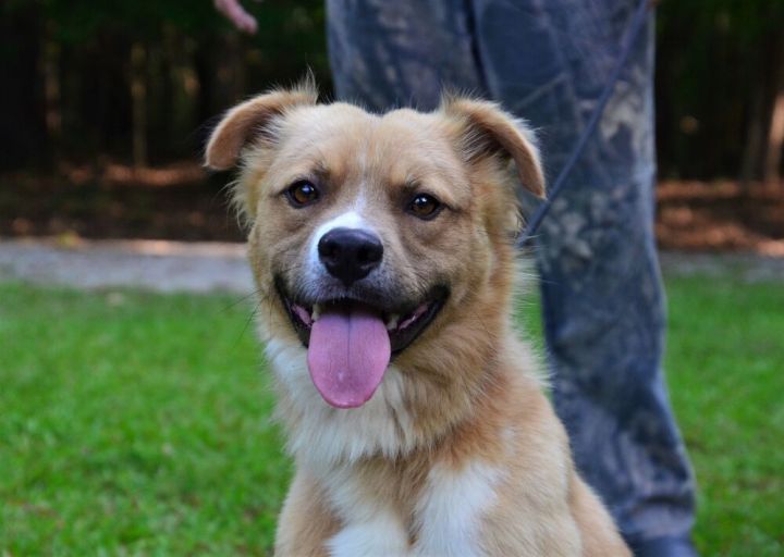 Dog for adoption - DJ, a Retriever Mix in Willingboro, NJ | Petfinder