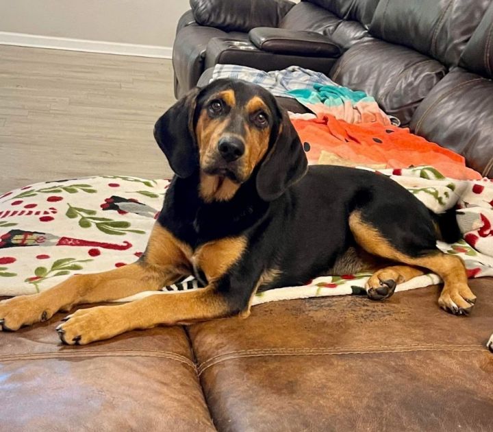 black and tan coonhound beagle mix