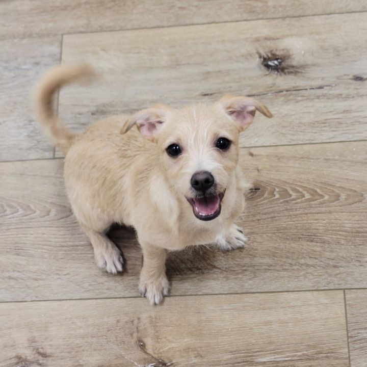 Darwin, an adoptable Chihuahua in Hanford, CA_image-1
