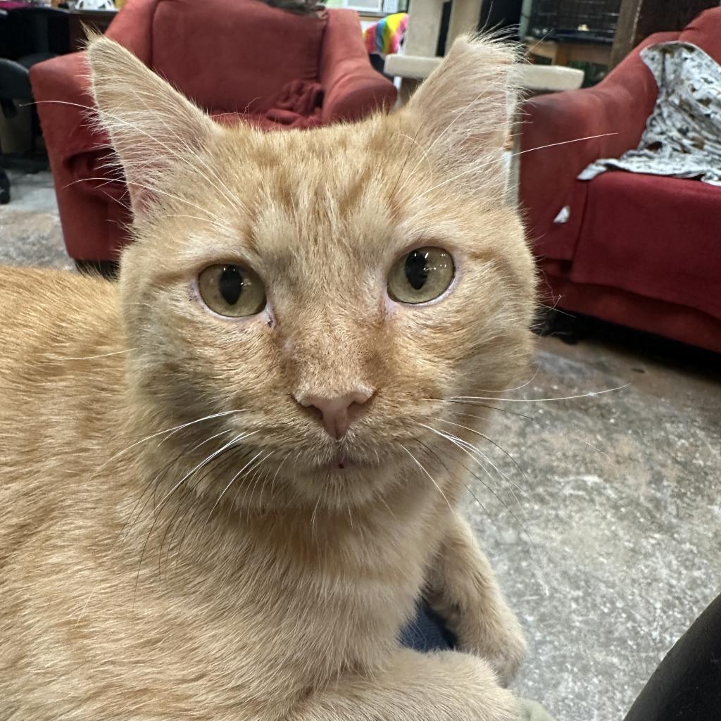 Pumpkin, an adoptable Domestic Short Hair in Mount Juliet, TN, 37122 | Photo Image 1