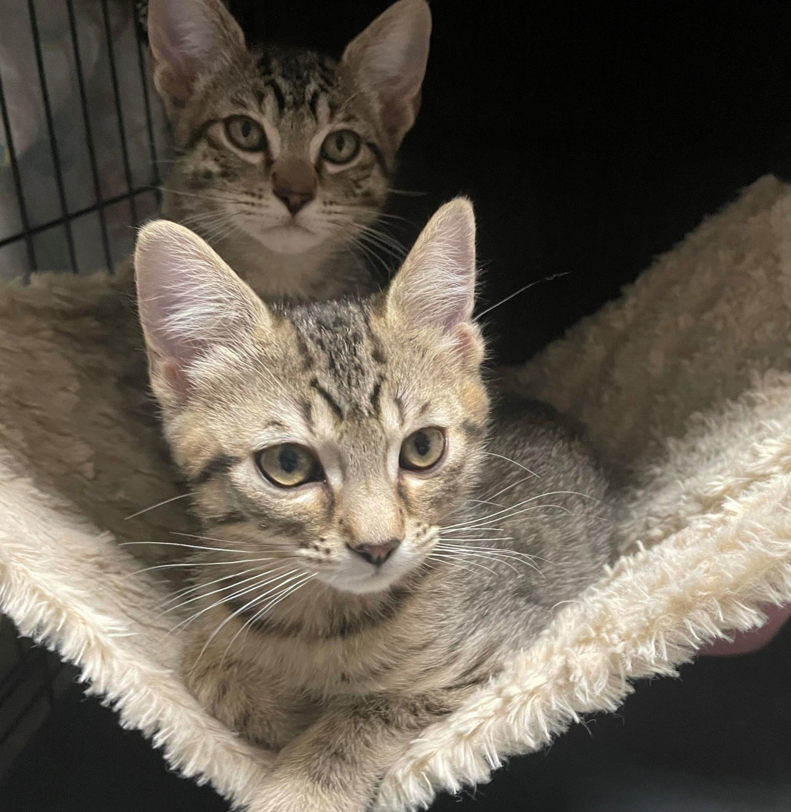 buttercup and grouch, an adoptable Tabby, Domestic Short Hair in San Jose, CA, 95112 | Photo Image 1