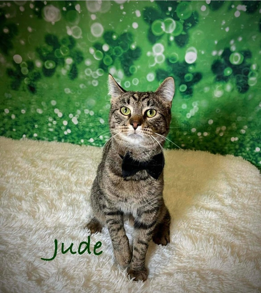 Jude, an adoptable Domestic Short Hair in Greene, NY, 13778 | Photo Image 1