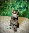 Jude photo 1
