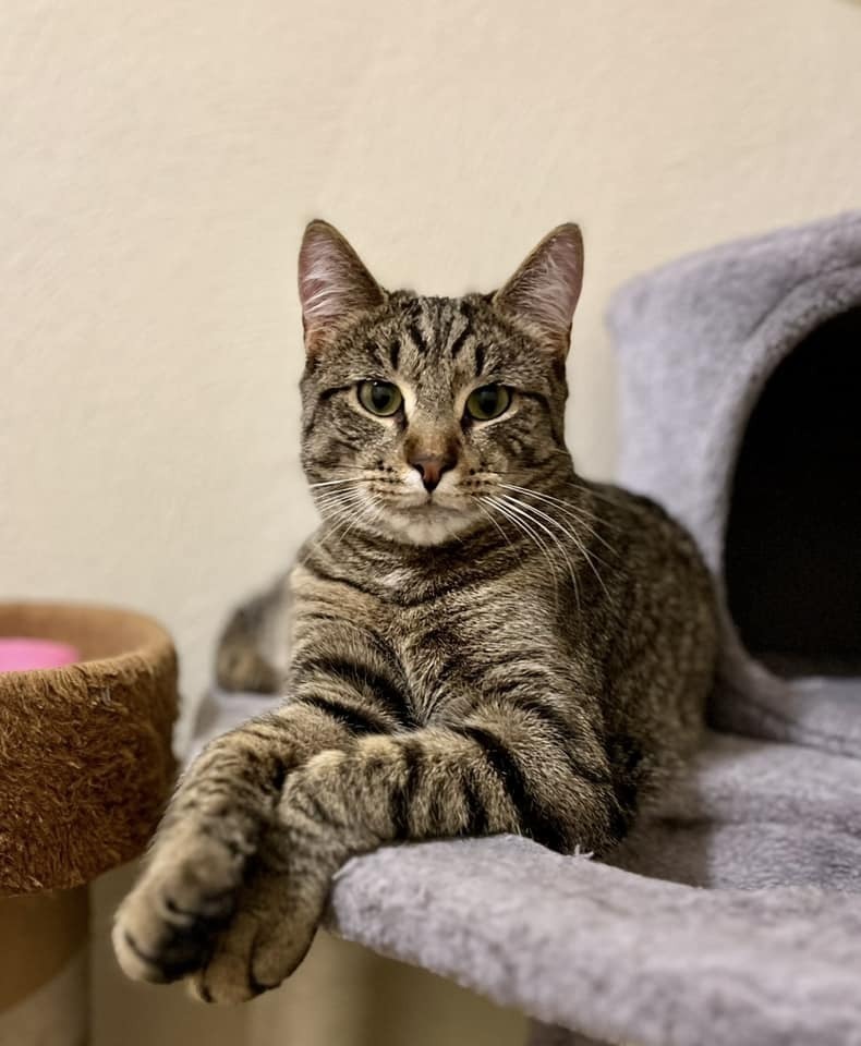 Jude, an adoptable Domestic Short Hair in Greene, NY, 13778 | Photo Image 2