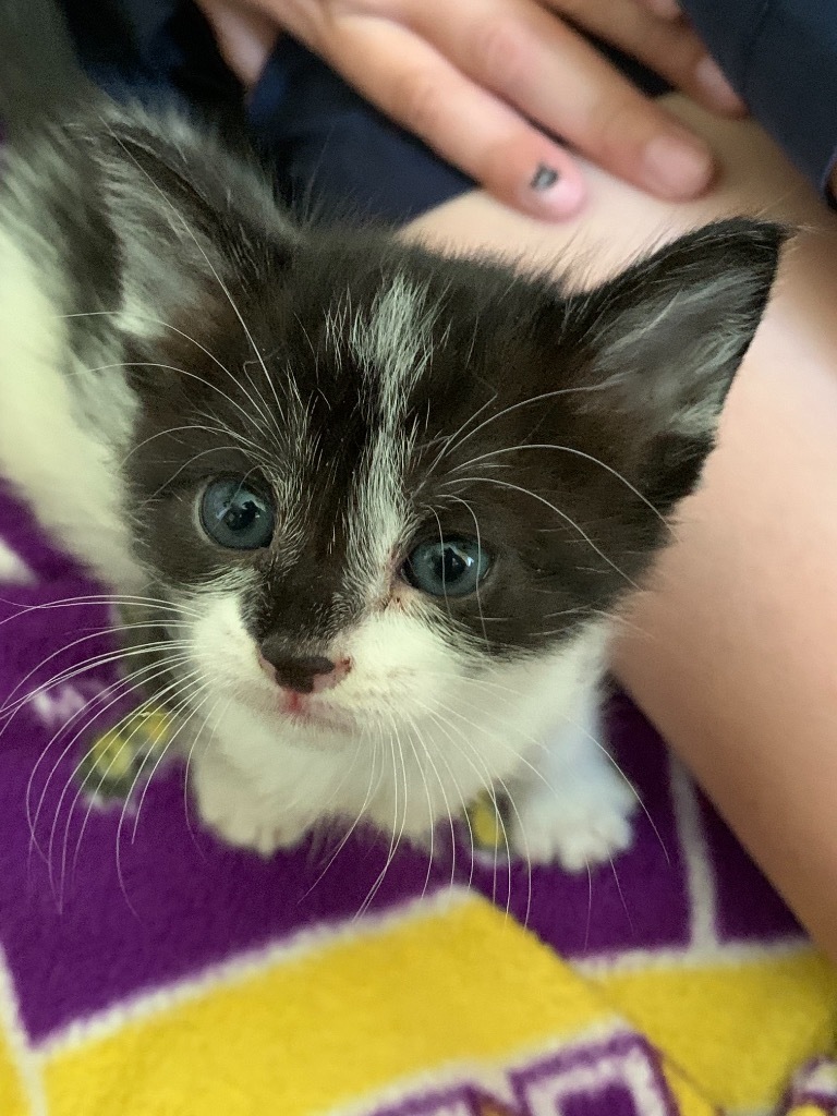 Sprinkle, an adoptable Domestic Medium Hair in Sorrento, LA, 70778 | Photo Image 2