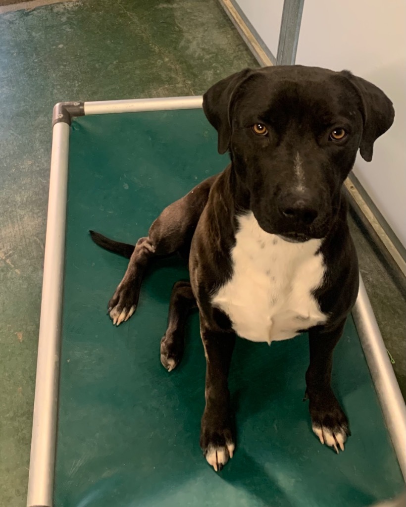 Bud, an adoptable Pit Bull Terrier, Great Dane in Big Spring, TX, 79720 | Photo Image 1