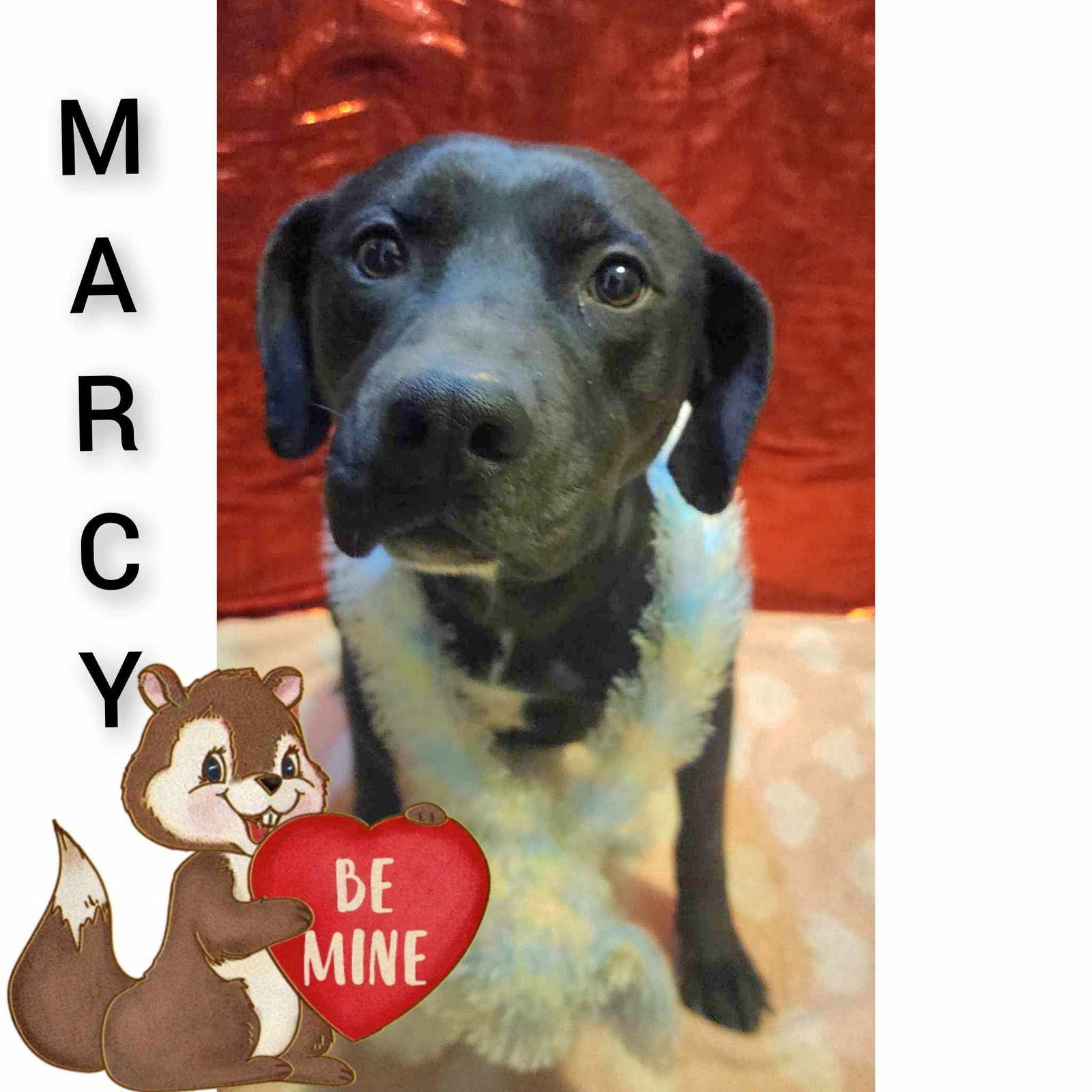 Marcy Dodd, an adoptable Mixed Breed in Sullivan, IN, 47882 | Photo Image 1