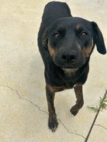 Marcy Dodd, an adoptable Mixed Breed in Sullivan, IN, 47882 | Photo Image 2