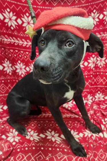 Marcy Dodd, an adoptable Mixed Breed in Sullivan, IN, 47882 | Photo Image 2