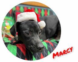 Marcy Dodd, an adoptable Mixed Breed in Sullivan, IN, 47882 | Photo Image 3