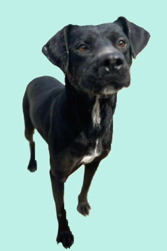 Marcy Dodd, an adoptable Mixed Breed in Sullivan, IN, 47882 | Photo Image 3