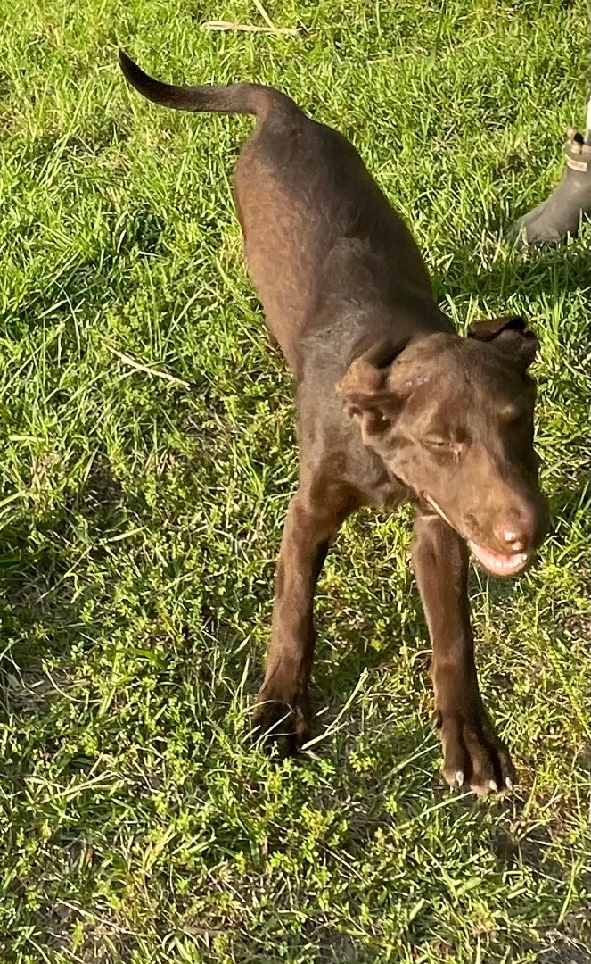 Red nose pitbull store chocolate lab mix