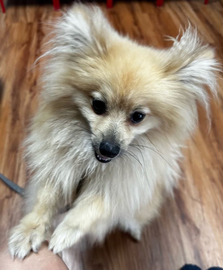 Coco, an adoptable Pomeranian in Austin, TX_image-1